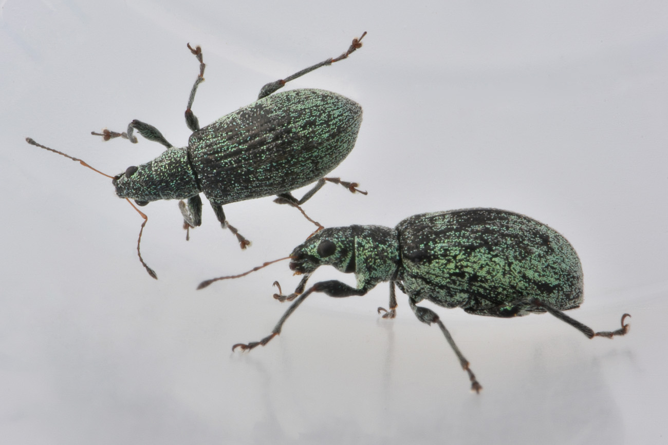 Curculionidae: Phyllobius sp?  No, Polydrusus cervinus, femmina